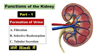 Functions of the Kidney  Formation of Urine  Filtration  Reabsorption  Secretion [upl. by Gerrilee]