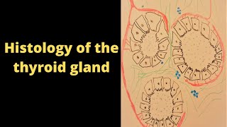 Histology of the thyroid gland [upl. by Analrahc863]