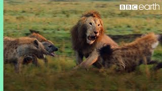 Lion Trapped by Clan of Hyenas  Dynasties  BBC Earth [upl. by Herrick]