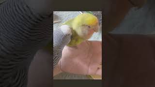 生後6ヶ月ハーフジャンボセキセイに毛繕いしてもらう生後3ヶ月コザクラインコbudgerigar コザクラインコbirds [upl. by Lainahtan]