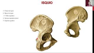 Pelve e períneo  Ossos articulações e músculos [upl. by Ahsiat475]