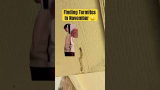 🐜 Termites In November 🤯 shorts pestcontrol pestcontrolbusiness [upl. by Cerracchio]