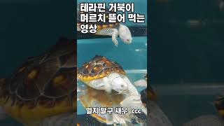 테라핀 거북이 멸치 먹는 영상 Terrapin turtle eating anchovies [upl. by Anec]