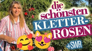 Kletterrosen Special SUPER mit SchnittAnleitungen [upl. by Chouest]