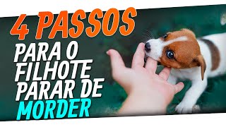 Depois desses 4 passos meu cachorro NUNCA MAIS me MORDEU [upl. by Whittaker]