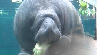 Baby manatee eating lettuce [upl. by Niliac]