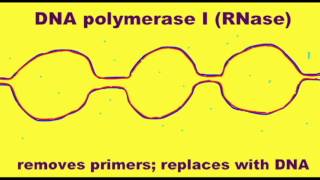 GENETICS 2 DNA REPLICATION RNASE LIGASE [upl. by Alegna]