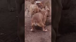 BOERBOELS digging up the Yard😂😂😂 boerboel [upl. by Anihsit183]