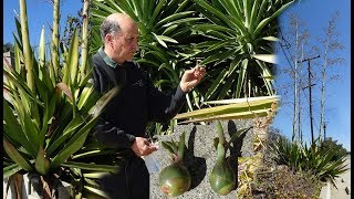 False Agave Furcraea Foetida Cuban Hemp Giant LilyAsparagus Landscape Plant [upl. by Solenne]