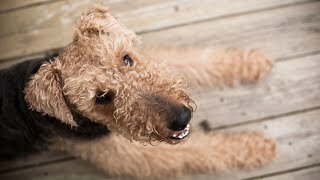 Grooming Airedale Terriers Do They Need Professional Care [upl. by Feinleib699]