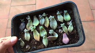 LEAF PROPAGATION OF GRAPTOPETALUM GHOST UPDATE [upl. by Darcia110]