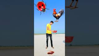 Eating cockroach parleg biscuit amp catching puppy cat rooster vs punching frog  funny vfx [upl. by Zizaludba]