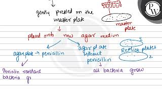 Lederberg replica plating experiment explains that mutations are 1 [upl. by Natika512]