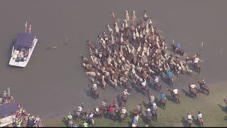 Annual Chincoteague Pony Swim [upl. by Brink843]