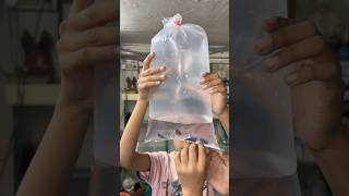 Mene Kafi sari petfish 🐡dekhi fishpetfishfishtankfishing aquarium petsvlogminivlog shorts [upl. by Naujahs]