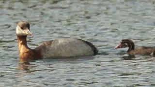 Baby Rednecked Grebe learning to dive for the first time [upl. by Auberta571]