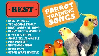 Easy Parrot Training Whistle Practice for Cockatiels Parrot Whistle Training [upl. by Nnylirej42]