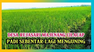 KEINDAHAN ALAM PESAWAHAN ⁉️ DESA REJASARI MAJENANG PADI SEBENTAR LAGI MENGUNING [upl. by Mason127]