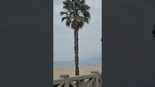 palisades park santa monica pier walking video [upl. by Anaik]