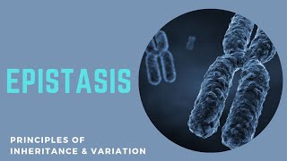 Epistasis  Types and Tricks to remember ratio  Epistatic and Hypostatic gene  Gene Interaction [upl. by Gnal634]