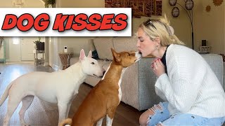 My Basenji Dog giving me Kisses PART 2 [upl. by Haneehs]