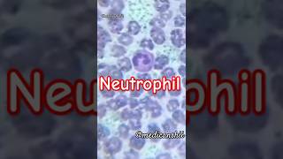 Neutrophils under microscope 🔬🩸subscribeshortsmltmedicallaboratorylabtechnicianbadobadiviral [upl. by Perseus]