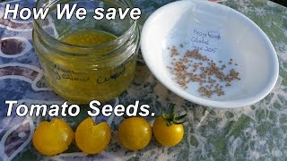 How we save tomato seeds amp a few other seed saving tips [upl. by Asiil911]