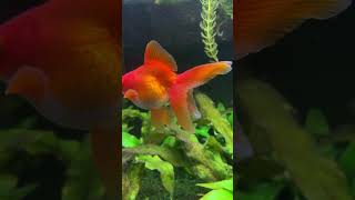 Fantail Goldfish [upl. by Ahsirpac]