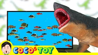 There are fish and megalodon alive in my house｜great white sharks whales sea animals｜CoCosToy [upl. by Fidelis]