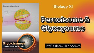 Peroxisome amp Glyoxysome  XI Biology [upl. by Christel]