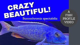 SPECTACULAR Cichlid Like NONE Ive Seen Before  A Fish Profile Video  Buccochromis Spectabilis [upl. by Castara]