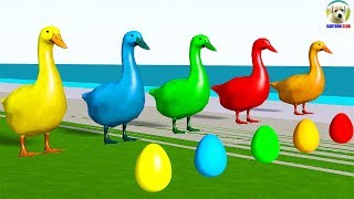 Learn Colors with Duck lay Eggs Colors Cartoon for Kids [upl. by Zile]