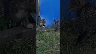 Katzen Babys  Spielstunde  Katzenmama  schaut zu  Katzenkinder in Freiheit  draussen geboren [upl. by Nylrem]