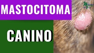 MASTOCITOMA CANINOCÁNCER EN PERROSQUÉ ES EL MASTOCITOMA [upl. by Korfonta381]