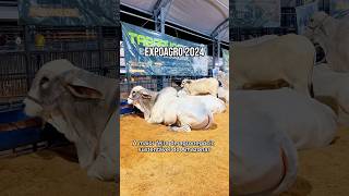 Expoagro 2024 Manaus [upl. by Vally]