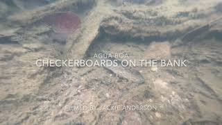 Checkerboard Cichlids on the Bank [upl. by Notlrahc]