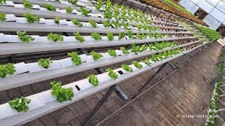 Hydroponics lettuce 🌱 🥬 [upl. by Euginom]