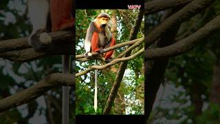 VOỌC CHÀ VÁ CHÂN ĐỎ  LOÀI KHỈ ĐẦY MÀU SẮC vatv1412 monkeys animals [upl. by Eitsym]