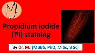 Propidium iodide PI staining Arabidopsis stress ROS roots research DoctorTutors [upl. by Barbabas792]