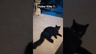 🐈‍⬛Visitor Kitty [upl. by Tymes902]