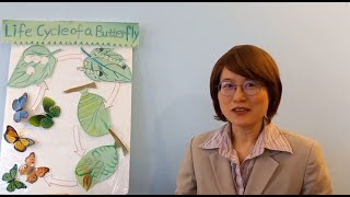 Literary Arts Life Cycle of a Butterfly Egg Caterpillar Chrysalis Adult Butterfly文学的艺术：蝴蝶的生命周期 [upl. by Amalia]