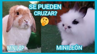 Que pasa si cruzo conejos de Diferentes razas  Se puede cruzar CONEJOS de 2 razas diferentes [upl. by Marie-Ann404]