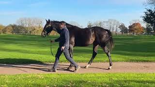 2024 Autumn Sale  lot 657  cN LATROBE x LA QUEST [upl. by Edmon190]