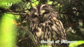 Wonders of Wilderness  Owl  Uil [upl. by Sukramed]