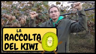 🥝 Come si RACCOLGONO i KIWI Biologici 🥝  Tutorial Agricoltura raccolta kiwi [upl. by Ellener438]