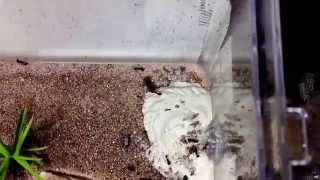 Pogonomyrmex occidentalis colony moves to new formicarium  Segment 5 [upl. by Opaline]