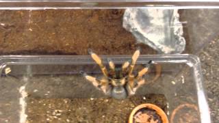 Aphonopelma moderatum Female Rehoming [upl. by Allecnirp337]