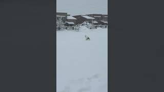 Husky plows through snow during a snowstorm [upl. by Ellenahc]