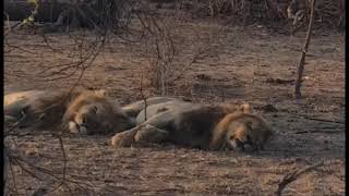 Kambula Male Lions Reuniting and Sleeping  Mapogos Great Grandsons  26 October 2024 [upl. by Ellecram]