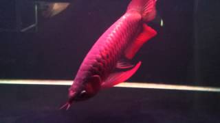 Champion Red Arowana  Aquarama 2013 [upl. by Pacificas]